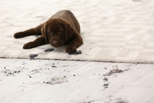Is Your Home Rug Making Your Family Sick?