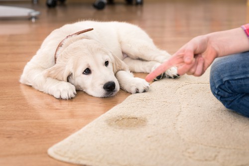 How Often Should Rug Be Cleaned?