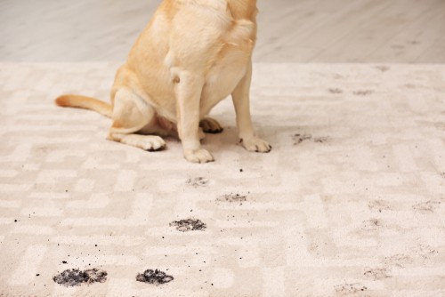 Why Is It Important To Clean Rugs?