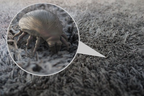 Effects Of Dust Mites If You Do Not Clean Your Carpet 
